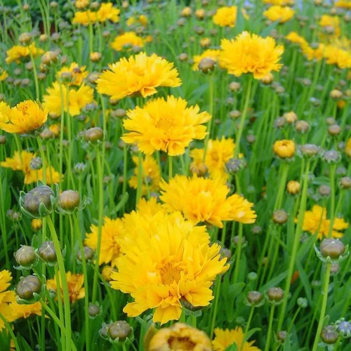 Coreopsis à fleurs jaunes - Le pot de 4,5 litres