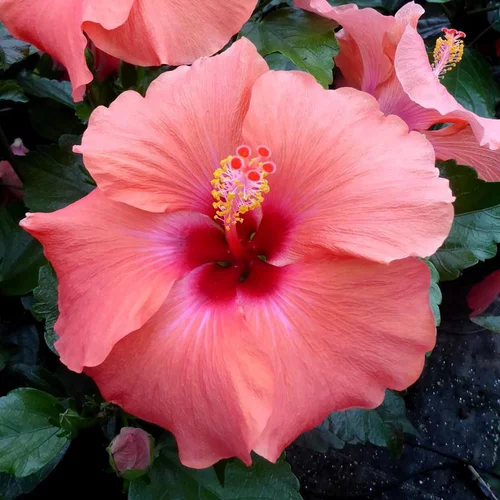 Hibiscus Rosa Sinensis à fleurs multicolores - Le pot Ø 30 cm