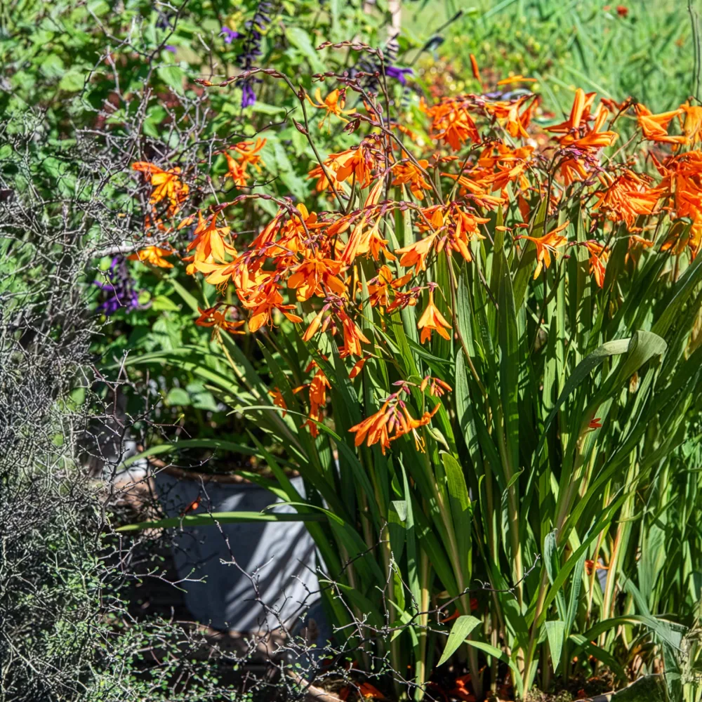 Crocosmias Emily Mckenzie Crocosmia Emily Mckenzie