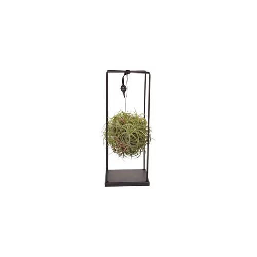 Tillandsia vert magic ball rectangle Ø 20 cm