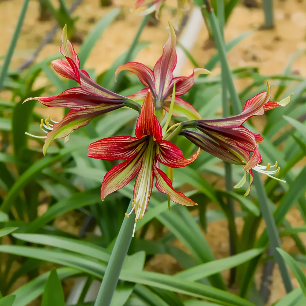 Amaryllis Mystica Hippeastrum Mystica