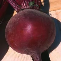 Betterave Rouge. La barquette de 4 plants