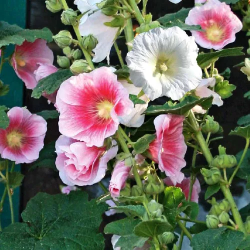 Alcea Rosea. Le pot de 2 litres