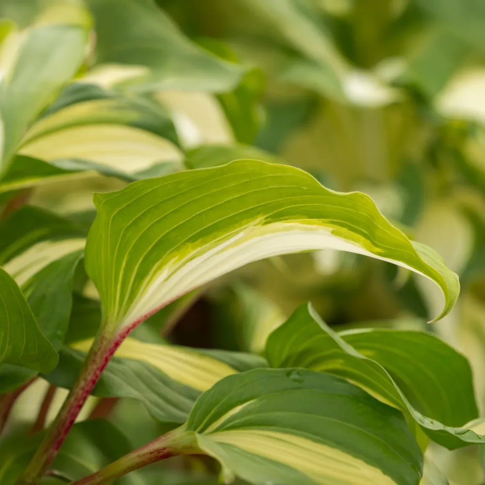 Hosta Raspberry Sundae Hosta raspberry sundae