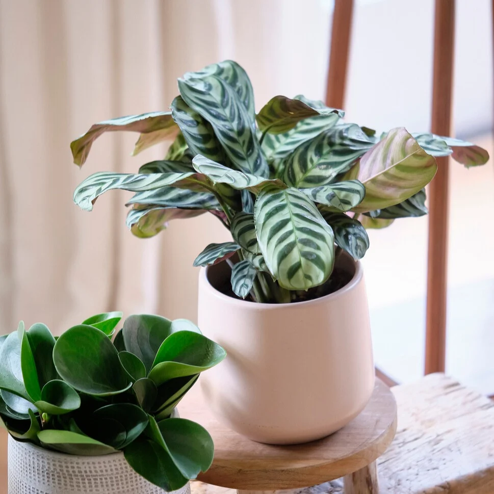 Dormeuse Ctenanthe burle-marxii