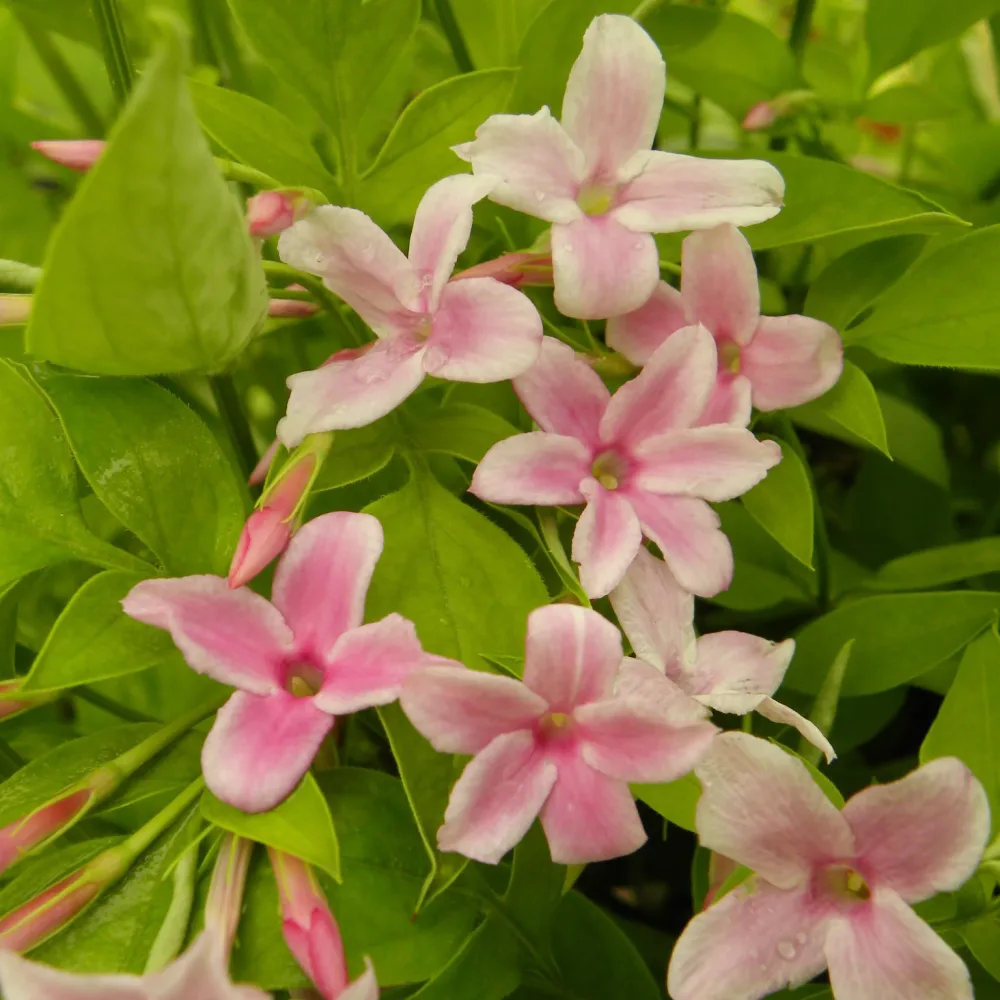 Jasmin stéphanois Jasminum stephanense