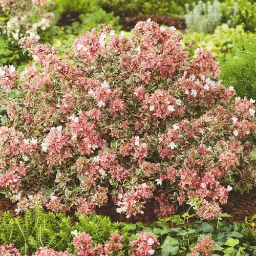Abelia grandiflora Magic Daydream coloris vert – 3,5 L