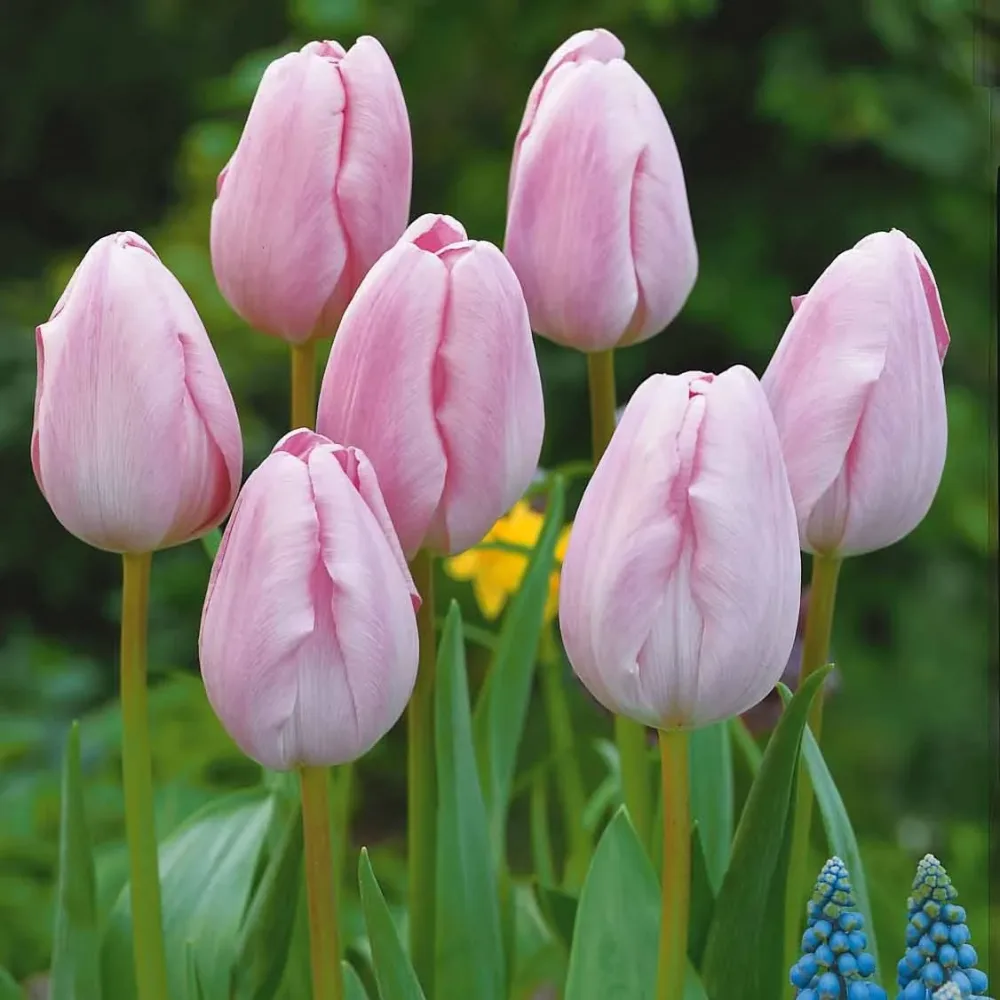 5 Tulipes longues tiges roses Tulipa