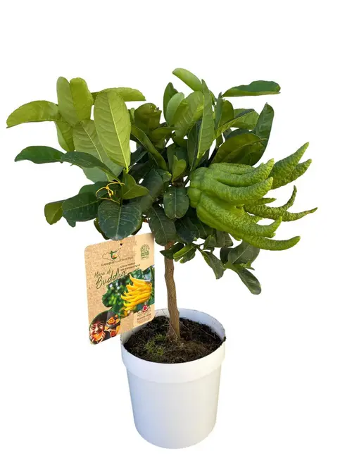 Main de Bouddha coloris jaune - 5 L