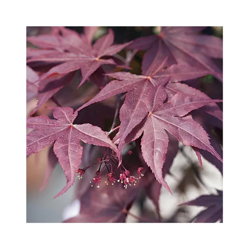 Erable du Japon (ACER PALMATUM BLOODGOOD ) Le pot de 15 litres