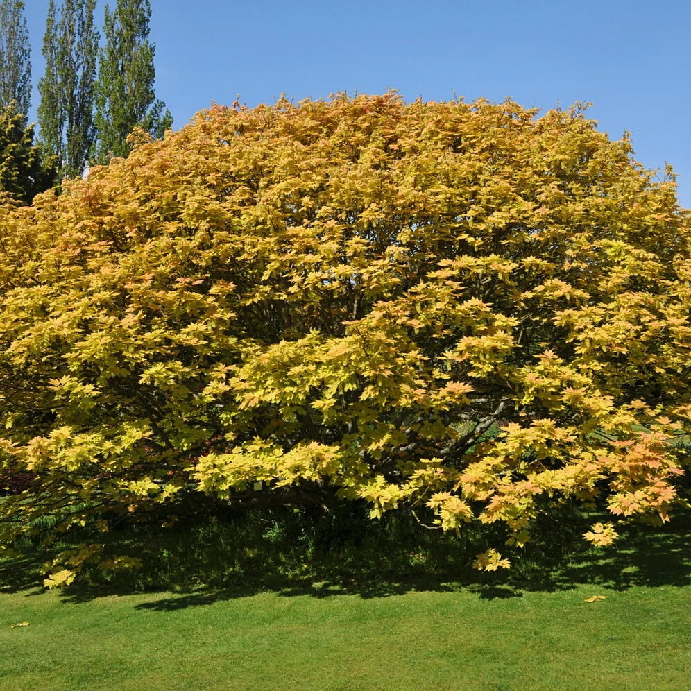 Erable sycomore Brilliantissimum Acer pseudoplatanus 'brilliantissimum'