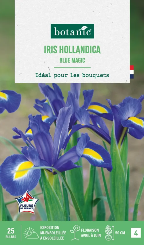 Iris hollandica blue magic botanic® - 25 bulbes