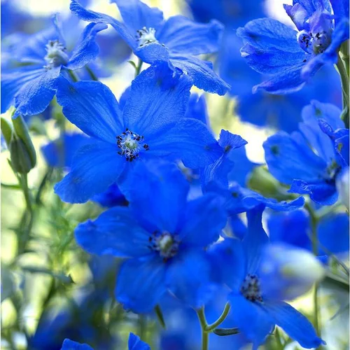 Delphinium Nudicaule - Le pot de 3 litres