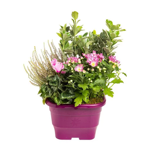 Composition d'extérieur mélange violet rose - Le pot de 25 x 25 cm