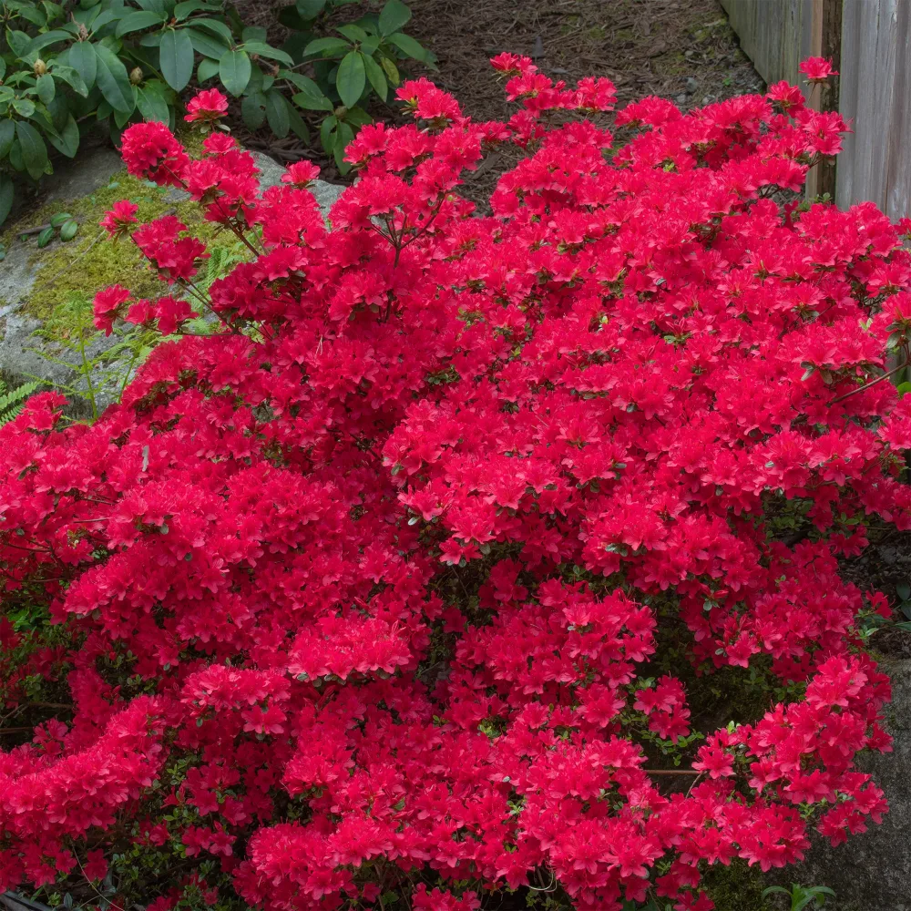 Azalée du Japon Hino Crimson Azalea japonica Hino Crimson