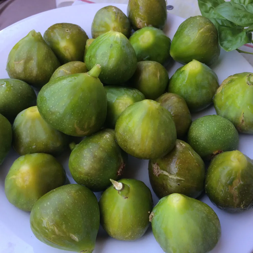 Figuier nain Ficcolino Ficus carica Gustis ® Ficcolino