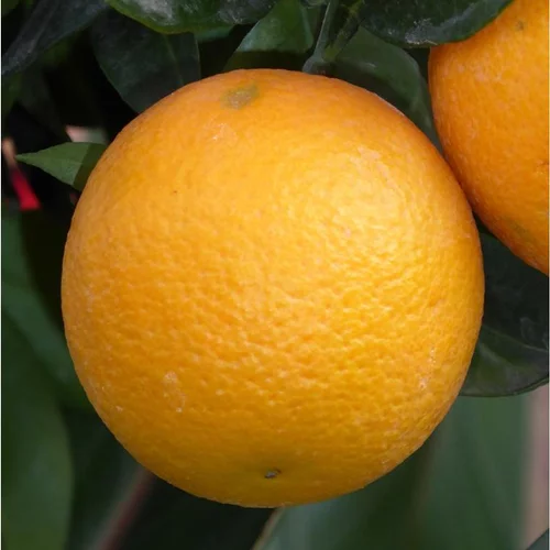 Oranger. Le pot de 35 litres