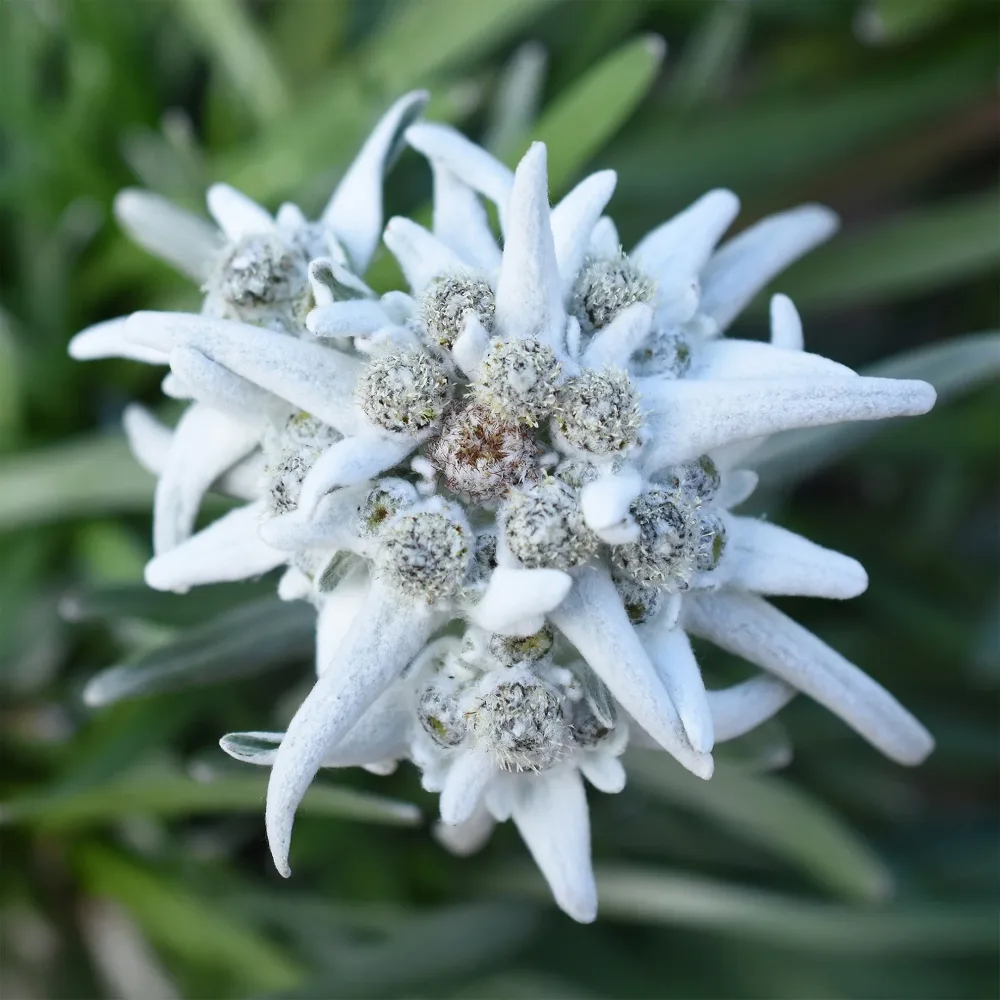 Edelweiss des Alpes Blossom of Snow Leontopodium nivale ssp alpinum berghman blossom o