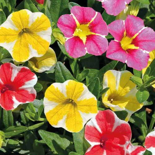 Calibrachoa étoilé - Le pot de 9 x 9 cm