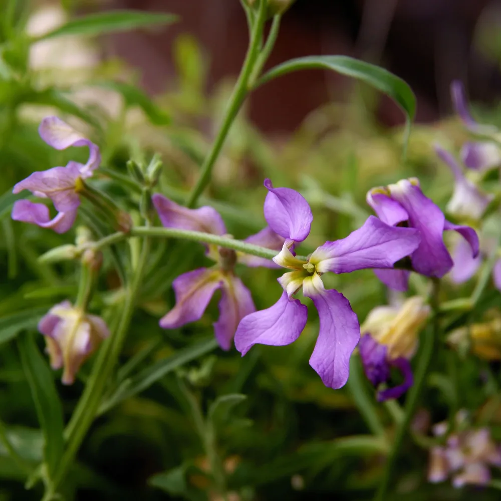Giroflée du soir Scentsation en mélange Matthiola longipetala bicornis