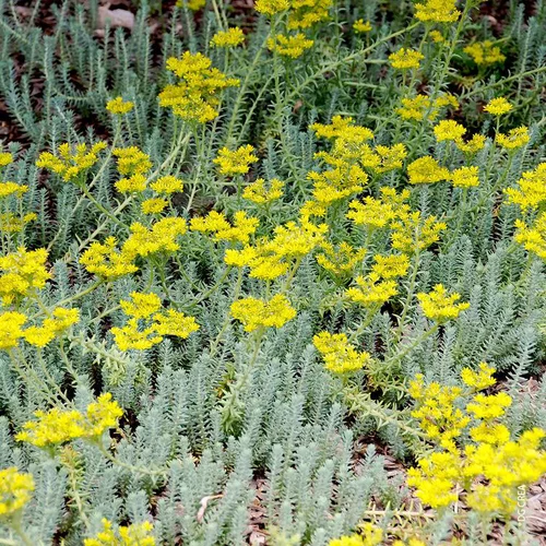 Sedum Réfléchi 'Blue Spruce' - Le pot de 1 litre