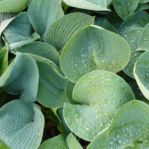 Hosta Ryans Big One Hosta ryans big one