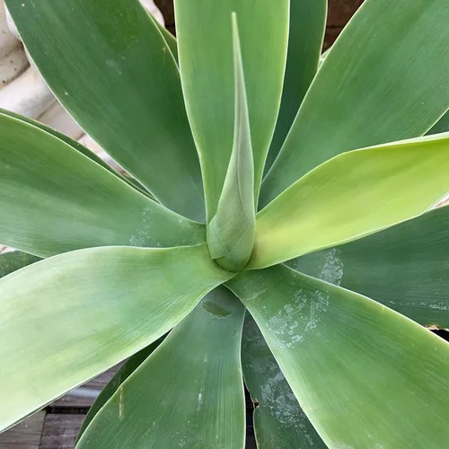 Agave Attenuata. Le pot de 14 cm