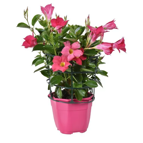 Dipladénia buisson coloris variés. Le pot de 1 litre