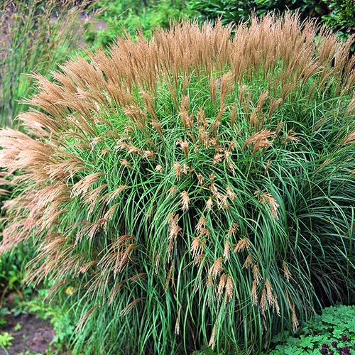 Miscanthus sinensis Yaku Jima vert botanic®. Le pot de 4 litres
