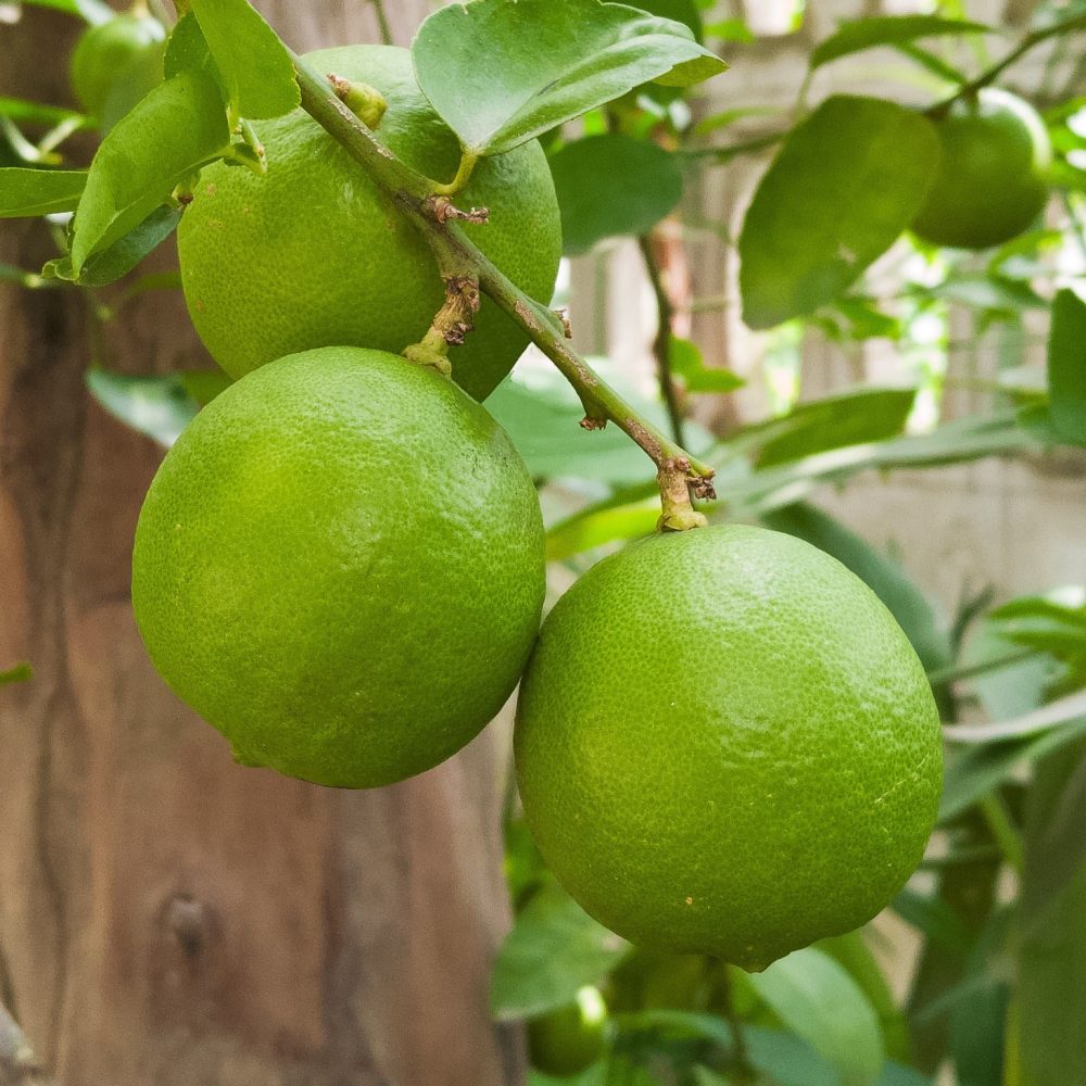 Limettier Citrus aurantifolia