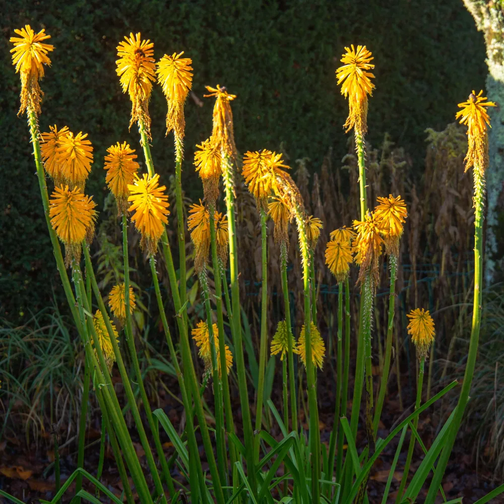 Tritoma citrina Kniphophia citrina