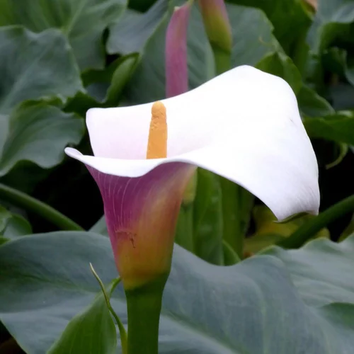 Arum Rose. Le pot de 19 cm