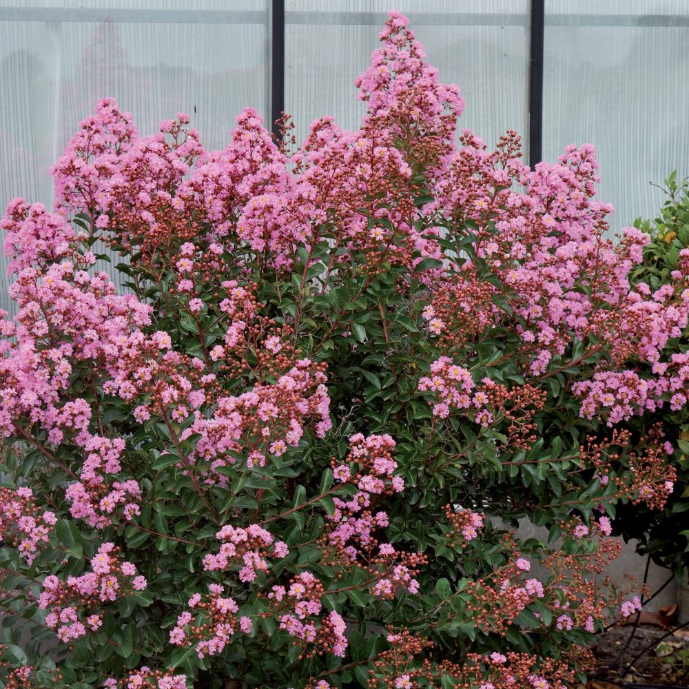 Lilas des indes Eveline Lagerstroemia indica Eveline