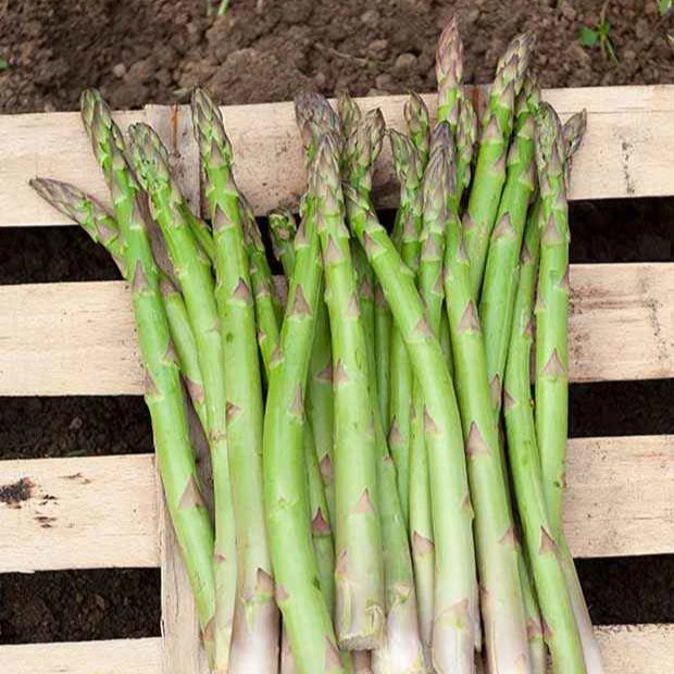 10 Asperges Voltaire Asparagus officinalis voltaire