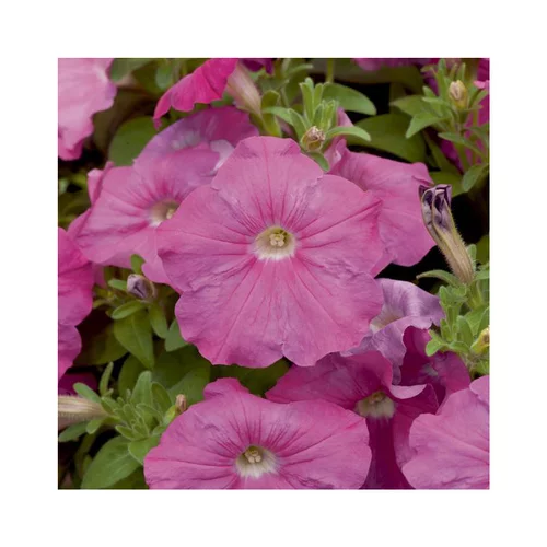 Pétunia à massifs - Le pack de 6 plants