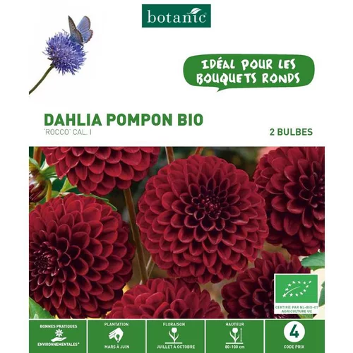 Dahlia pompon Rocco bio violet botanic® - 2 bulbes