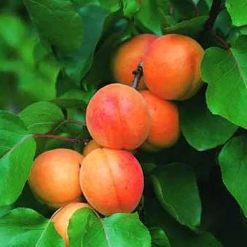 Abricotier Rouge Du Roussillon. Le pot de 12 litres forme 1/2 tige