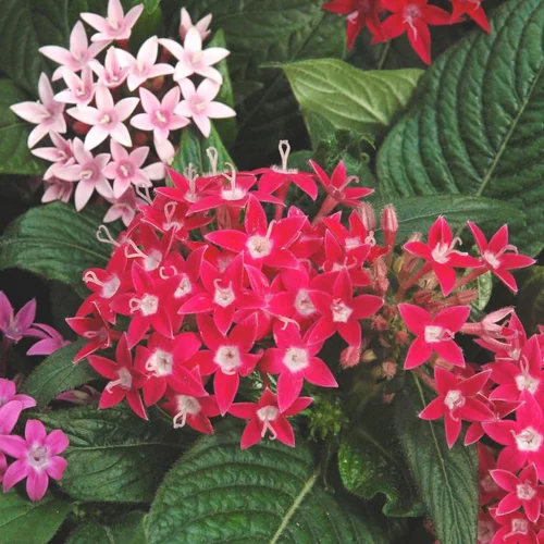 Pentas ou étoile égyptienne - Le pot de Ø 14 cm