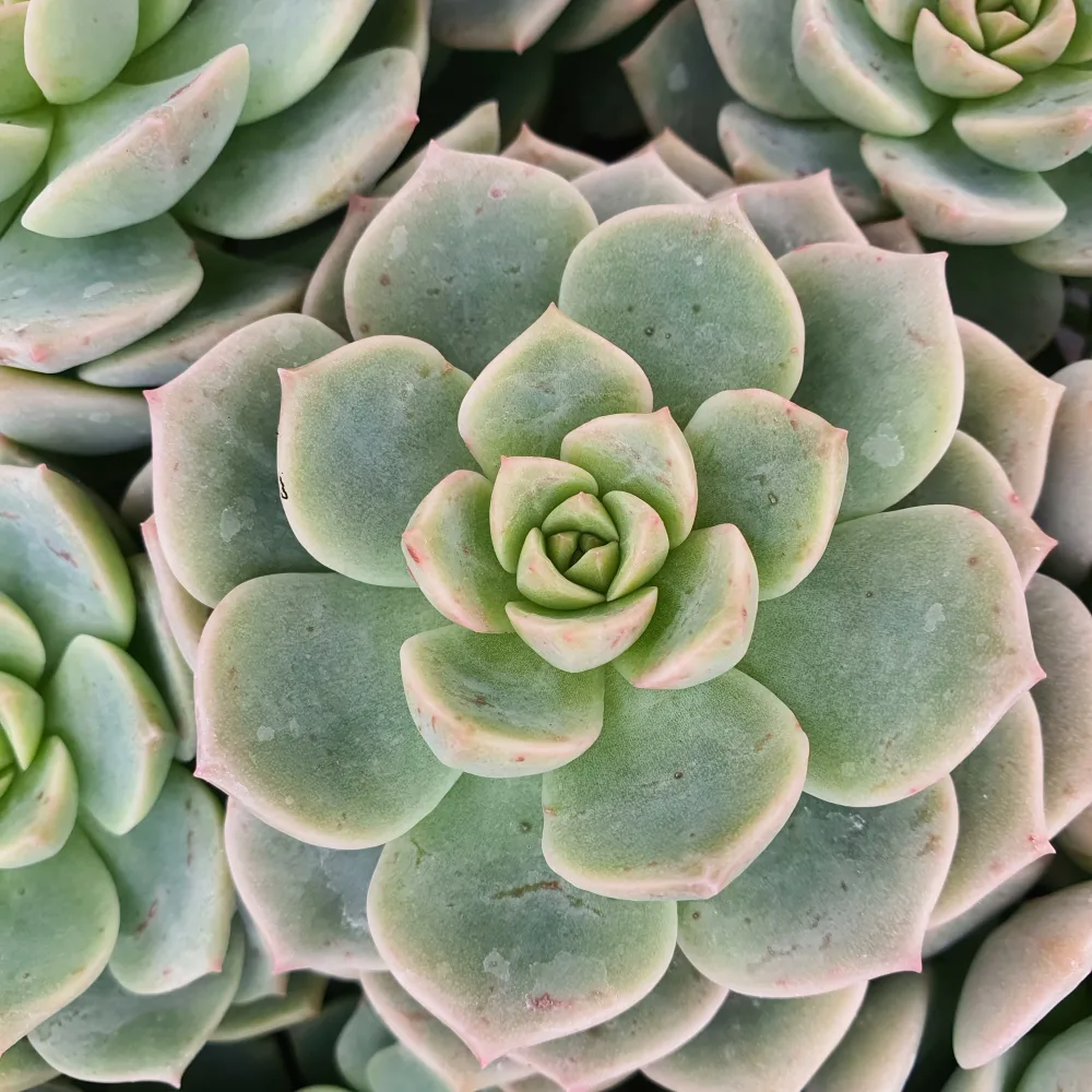 Echeveria rose Echeveria elegans rose