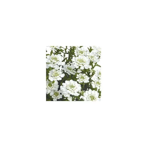 Iberis Sempervirens. Le pot de 12 cm