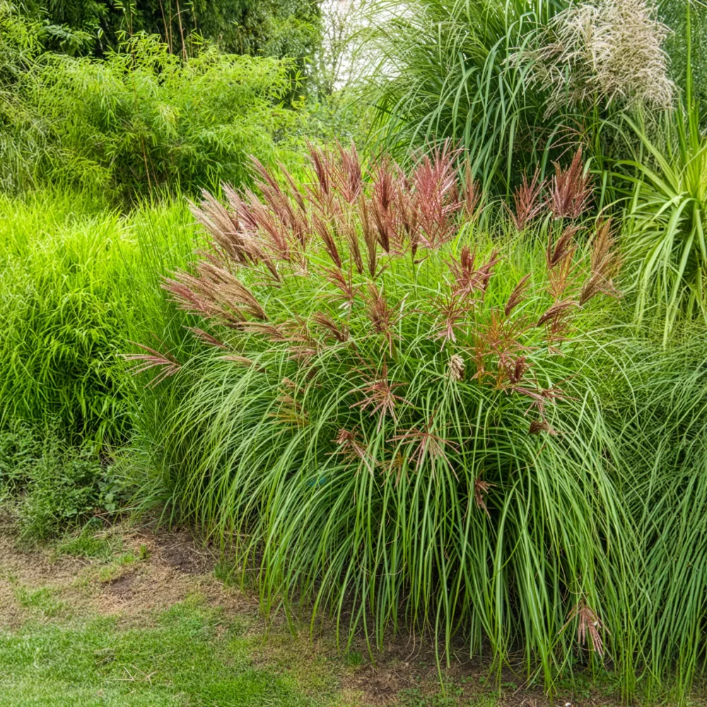 Eulaliee Red Chief Miscanthus sinensis Red Chief