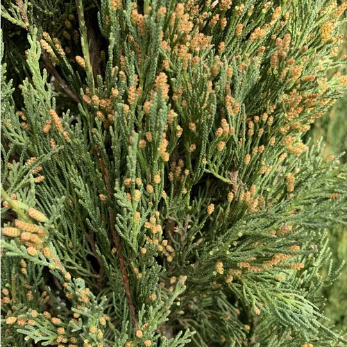 Cyprès de Provence vert. Le pot de 90 litres, 350+/ cm