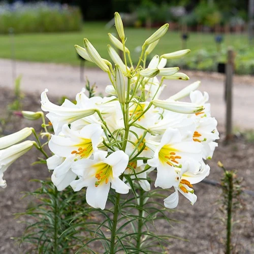 3 Lis Trompette royal blanc Lilium regale album