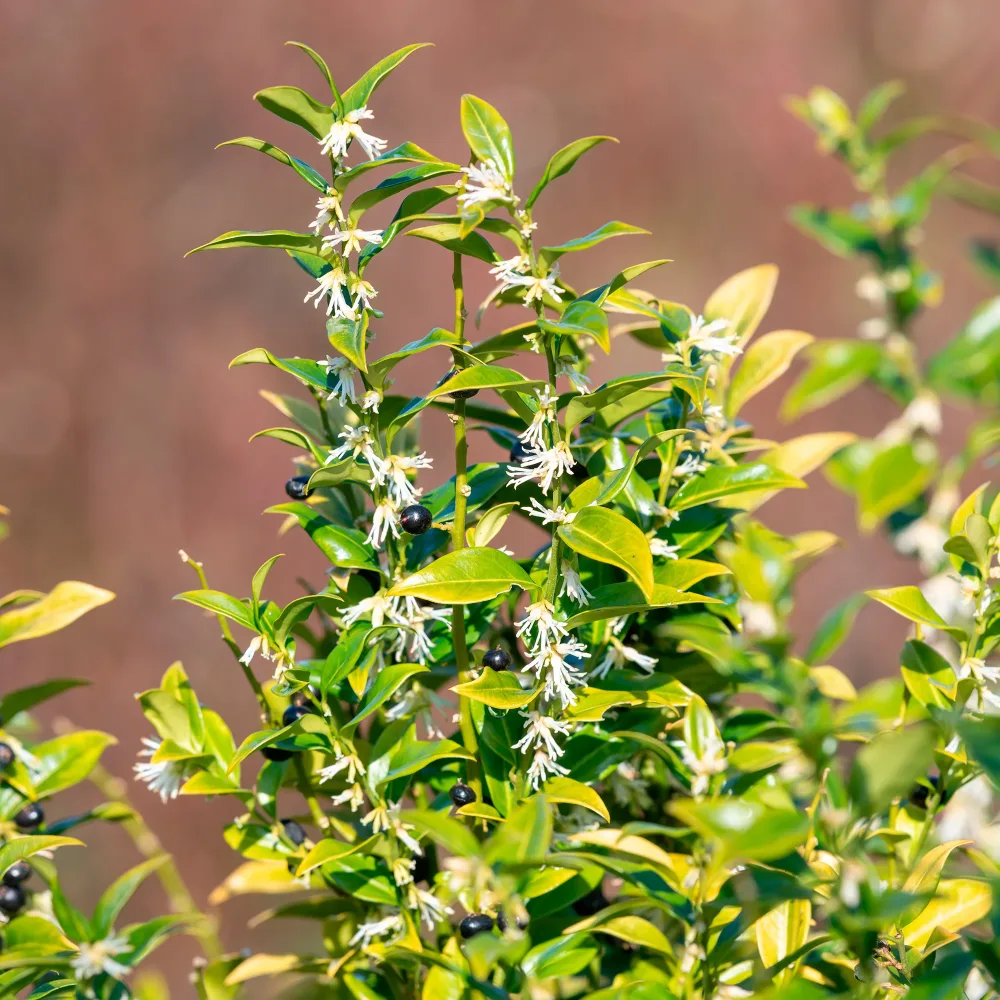 Sarcocoque Sarcococca confusa