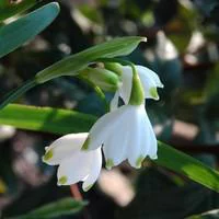 Galanthus Nivalis - Le pot de 10,5 cm