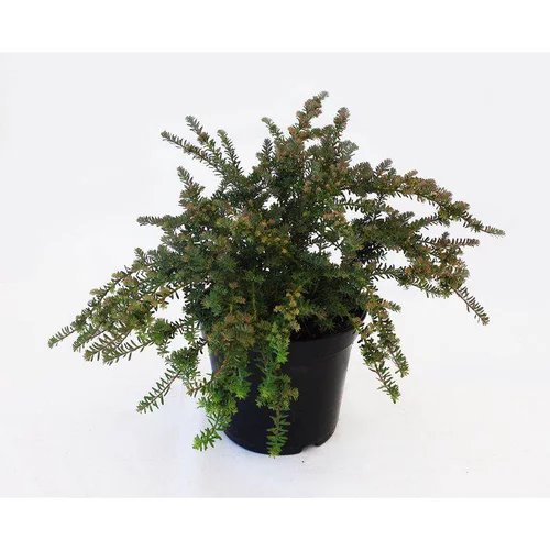 Podocarpus Lawrencei Blue Gem (Podocarpe montagnard) 40/50 en pot de 5 L vert