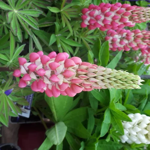 Lupin ou Lupinus. Le pot de 4 litres