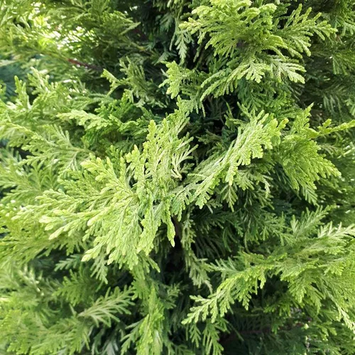 Cupressocyparis Leylandii Castlewellan Gold ( Cyprès de Leyland ) spirale en pot de 9 L jaune