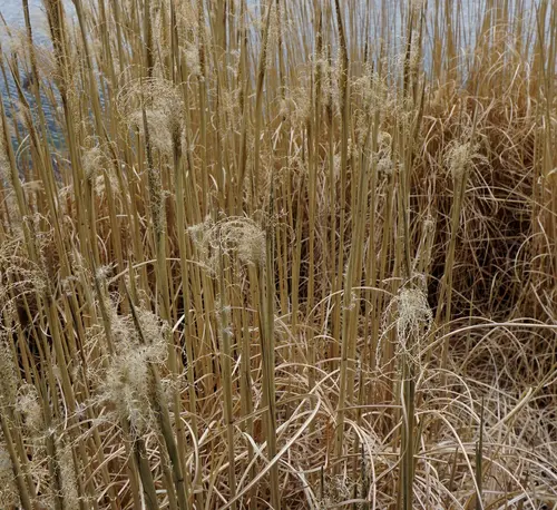 Miscanthus sinensis Gracillimus vert botanic®. Le pot de 3,5 litres