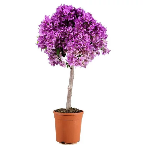 Bougainvillier ou Bougainvillée Sanderiana à fleurs roses - Le pot Ø 17 cm 1/4 de tige